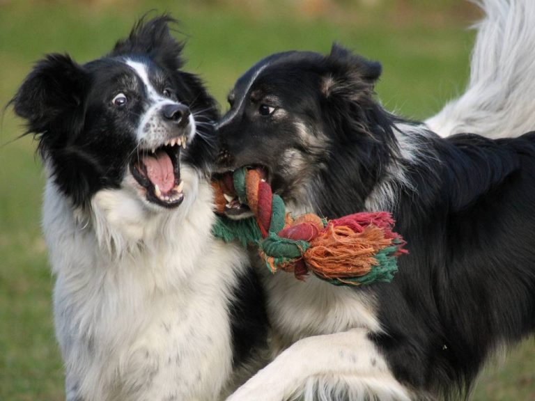 Kinder und Hunde Kinder Selbstverteidigung und Selbstbehauptung